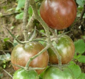 Tomate Negro Azteca :