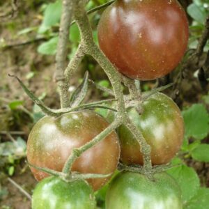 Tomate Negro Azteca :