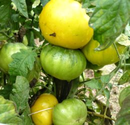 Tomate Marmande Jaune :