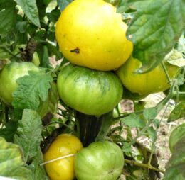 Tomate Marmande Jaune :