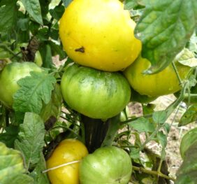 Tomate Marmande Jaune :