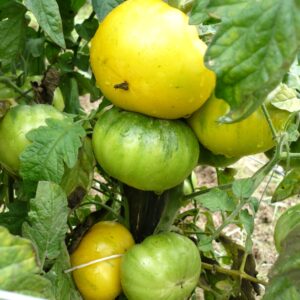 Tomate Marmande Jaune :