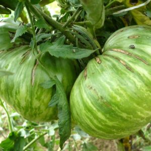 Tomate Cœur Rose strié de Pessac :