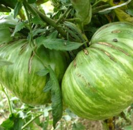 Tomate Cœur Rose strié de Pessac :