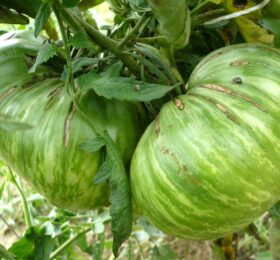 Tomate Cœur Rose strié de Pessac :