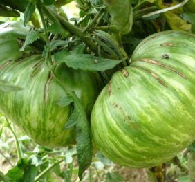 Tomate Cœur Rose strié de Pessac :