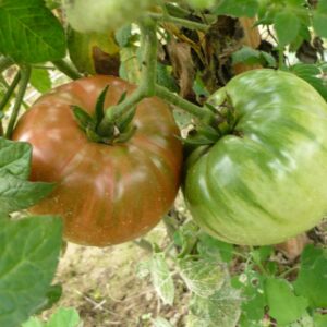 Tomate Shriver :