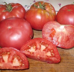 Tomate MASHA I MEDVED « MACHA ET L’OURS » :