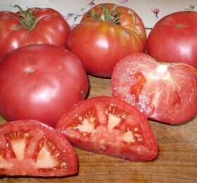 Tomate MASHA I MEDVED « MACHA ET L’OURS » :