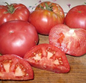 Tomate MASHA I MEDVED « MACHA ET L’OURS » :