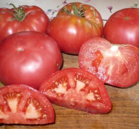 Tomate MASHA I MEDVED « MACHA ET L’OURS » :