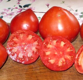 Tomate Greenbush Italiah :