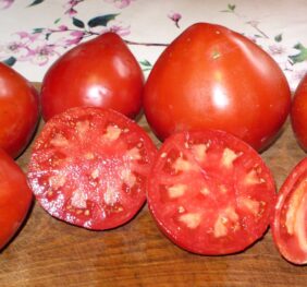 Tomate Greenbush Italiah :