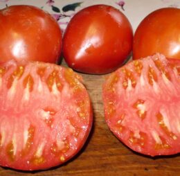 Tomate Rouge de Pessac :
