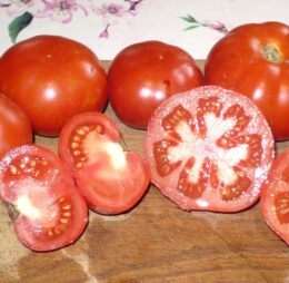 Tomate grosse hâtive d’Orléans :