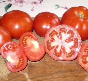 Tomate grosse hâtive d’Orléans :