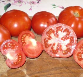 Tomate grosse hâtive d’Orléans :