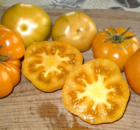 Tomate Accordion Bicolore: