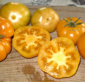 Tomate Accordion Bicolore: