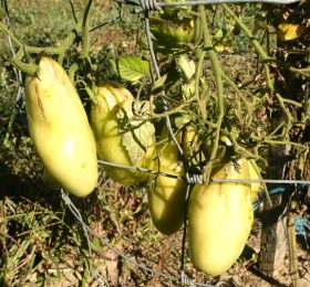 Tomate Argentino Milagre:
