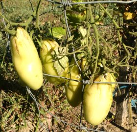 Tomate Argentino Milagre: