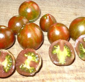 Tomate Dark Stripe Micro:
