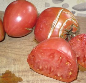 Tomate Dinner Plate:
