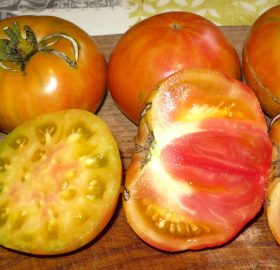 Tomate Hazel Mae: