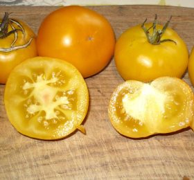 Tomate Jaune de la Saint Vincent :