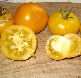Tomate Jaune de la Saint Vincent :