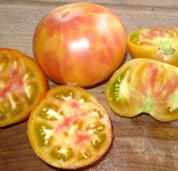 Tomate Multicolor :
