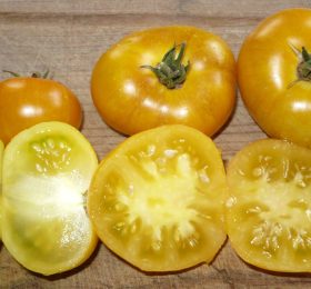 Tomate Rumpelstiltskin: