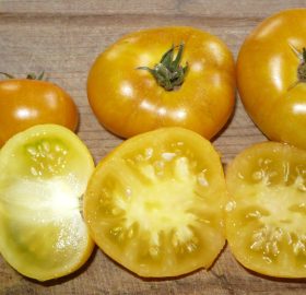 Tomate Rumpelstiltskin: