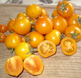 Tomate Utyonok: