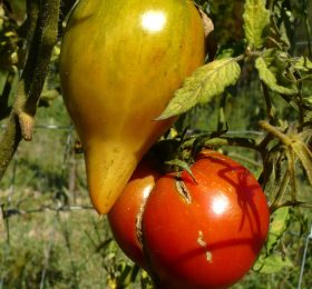 Tomate Ziliyskiy Alatau: