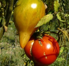Tomate Ziliyskiy Alatau: