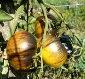 Tomate Mordovian Blues: