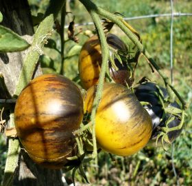 Tomate Mordovian Blues:
