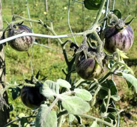 Tomate Yamali Blue: