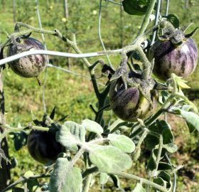 Tomate Yamali Blue: